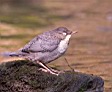 5_TG0999w.jpg