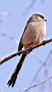5_TG4525w.jpg