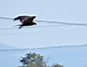 bl-IMG_6735rowei.jpg