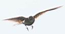 5_TG9304w.jpg