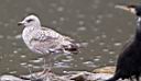 5_TG7237w2.jpg
