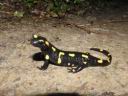 feuersalamander.jpg